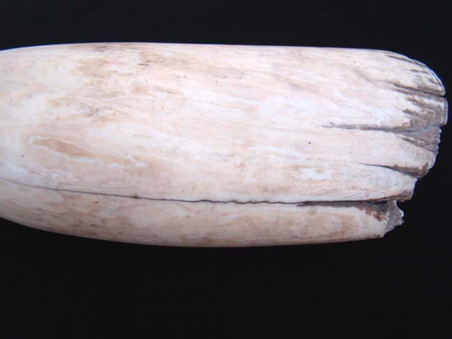 Possibly the Largest and Finest Pair of Antique Whale's Teeth on the market today !! — image 8